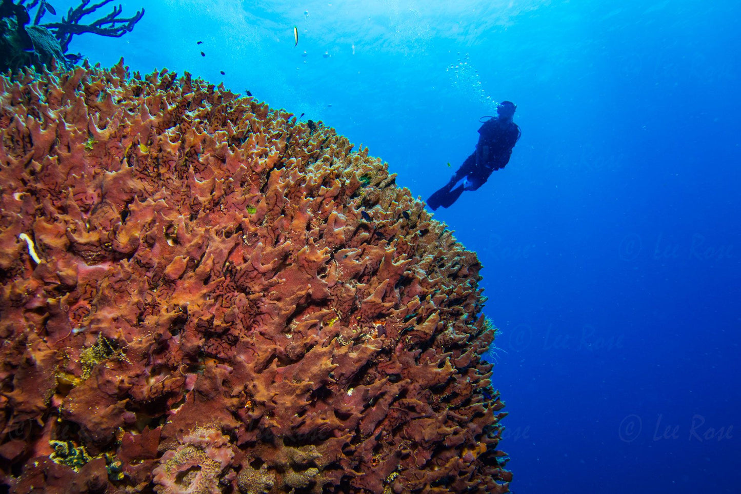 Coral & Diver Belize Lee Rose Photography