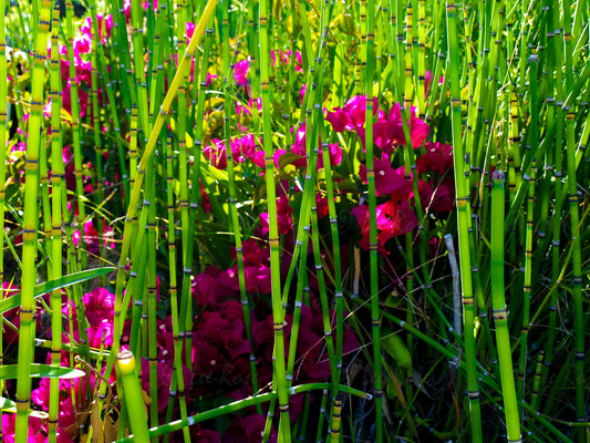 Japanese Horsetails and Flowers - Laguna Beach