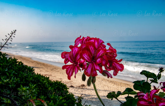 Lone Flower on the Ocean - Laguna Beach