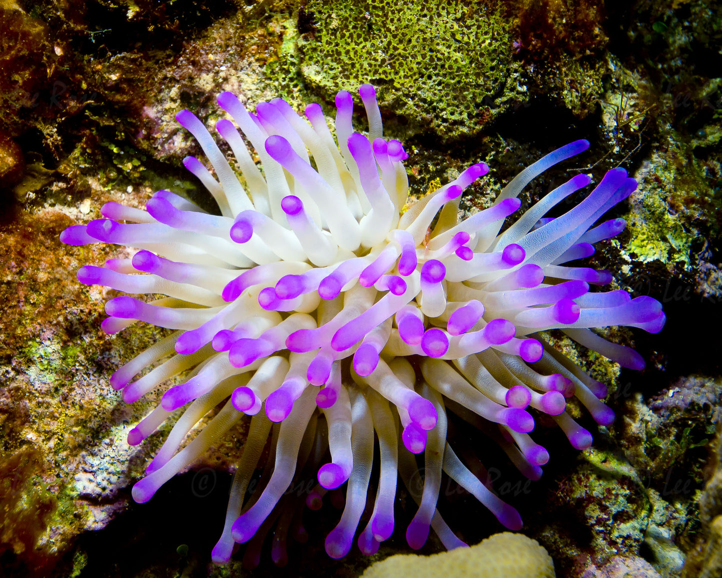 Lone Anemone