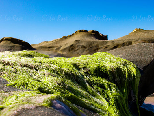 Moss on rocks - Laguna Beach