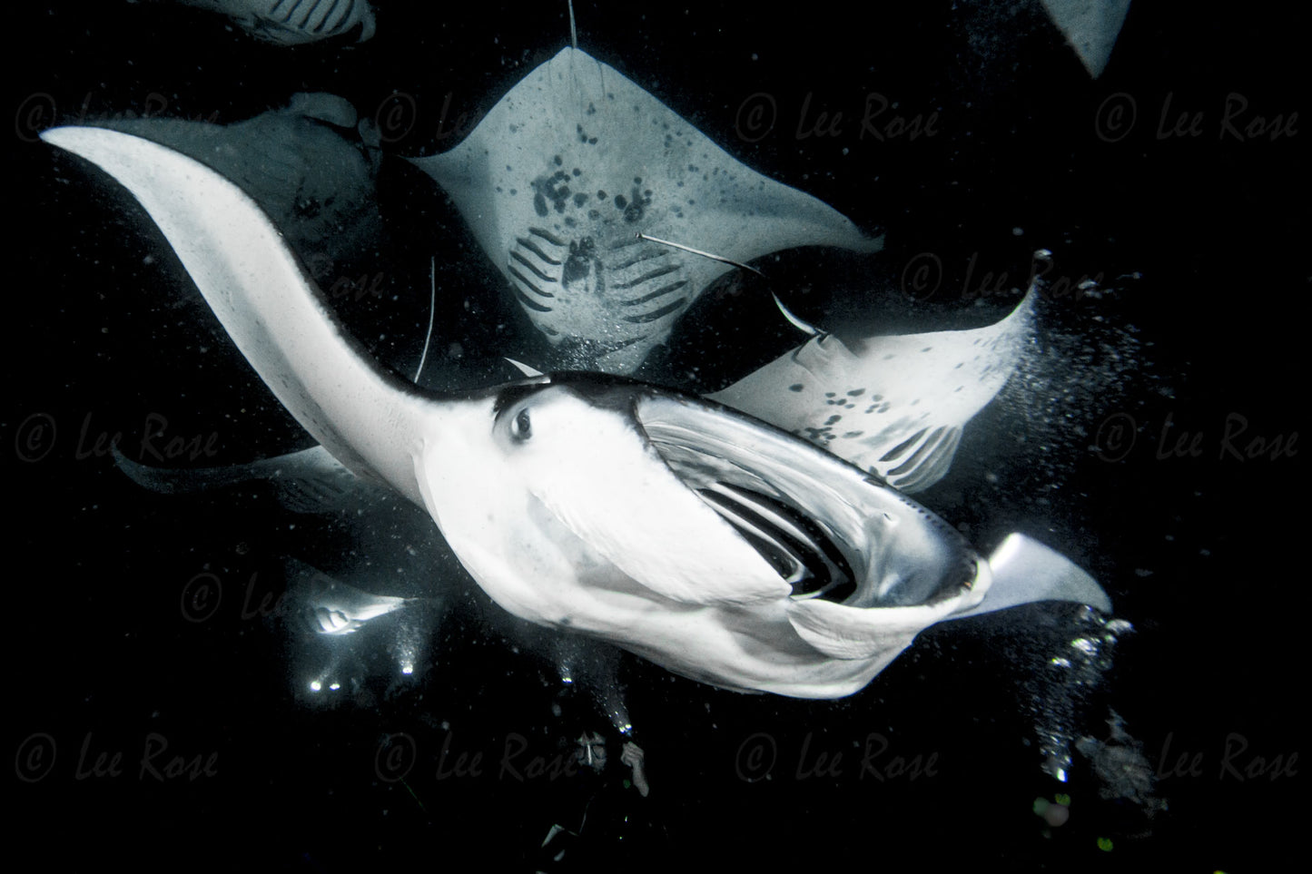 Night Manta Ballet - Kona
