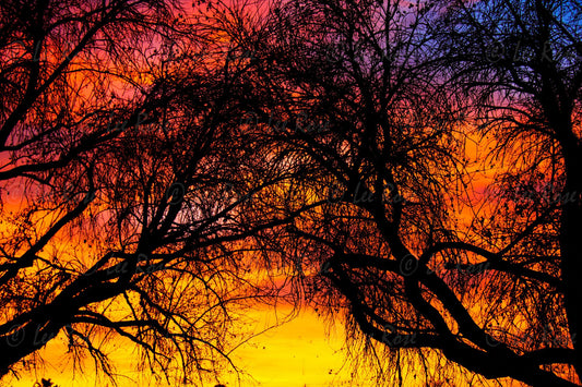 Winter Trees Sunset Lake Balboa Lee Rose Photography