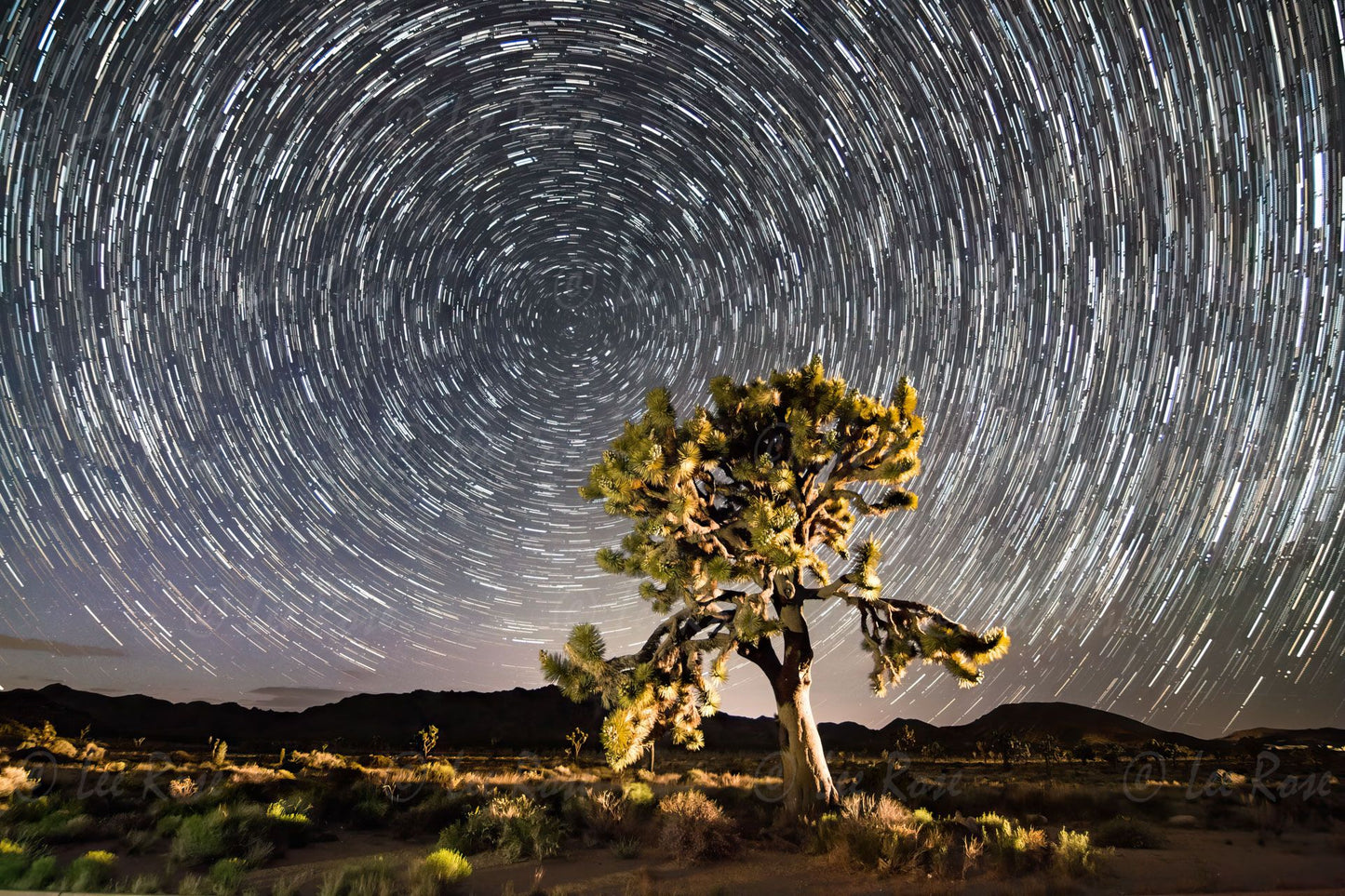 Star Trails - Joshua Tree | Lee Rose Photography
