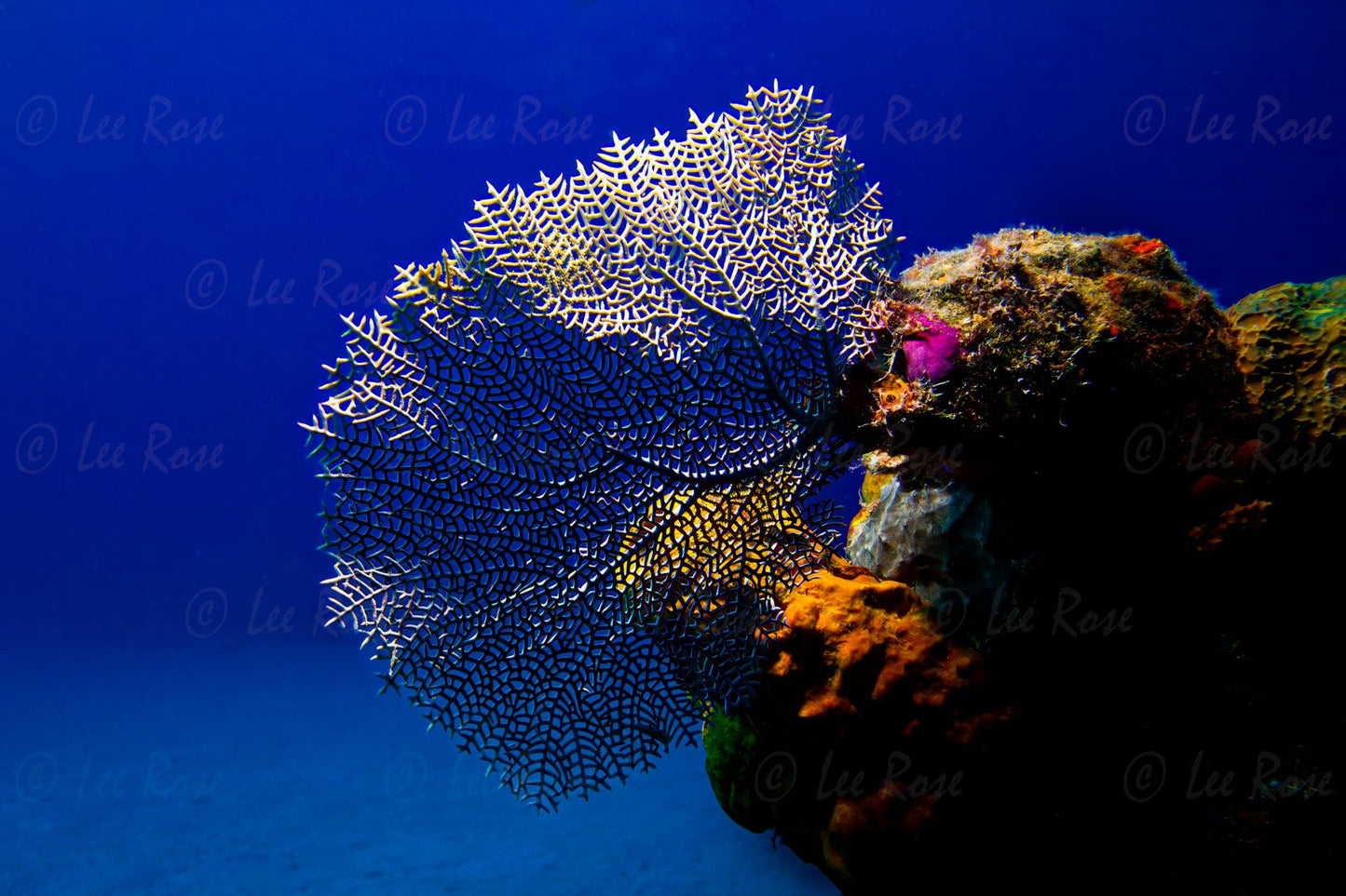 Dramatic Coral Lee Rose Photography