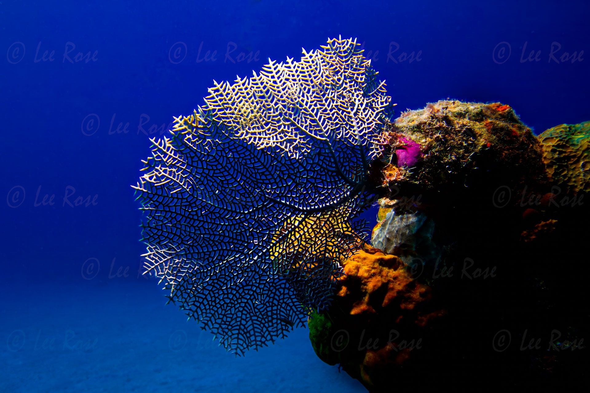 Dramatic Coral Lee Rose Photography