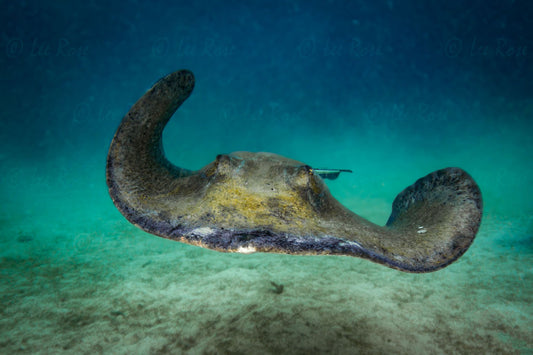 Flapping Stingray Cayman Islands Lee Rose Photography