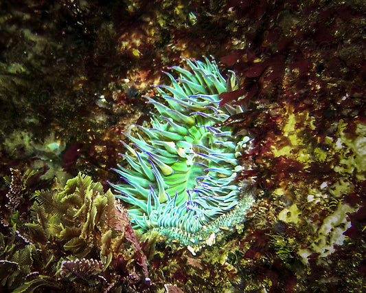Green Anemone Anacapa Lee Rose Photography