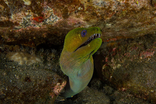 Green Moray Eel - Lee Rose Photography