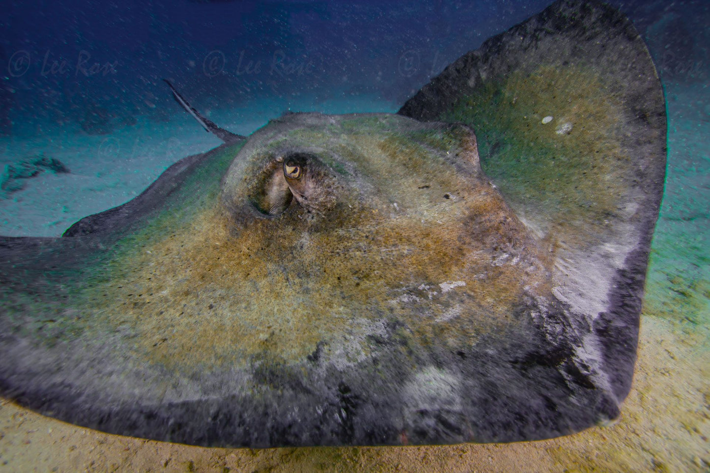 Stingray Cayman Islands Lee Rose Photography