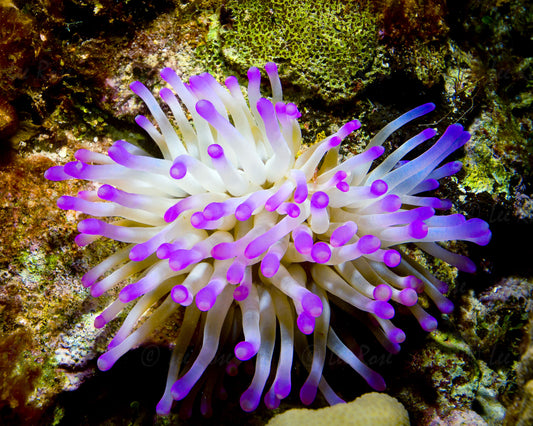 Lone Anemone