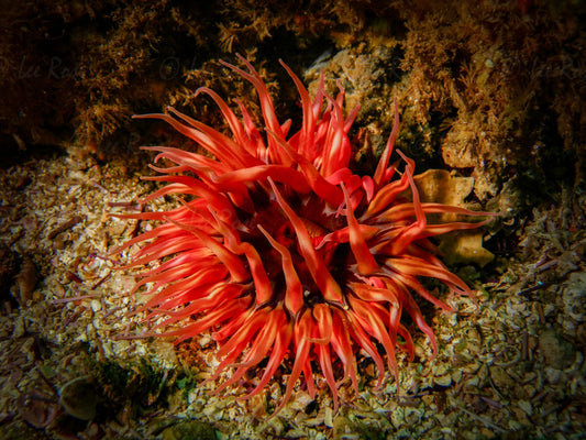 Red Anemone Santa Cruz Island