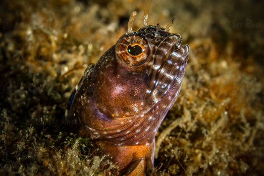 Sailfin Blenny - Blue Heron