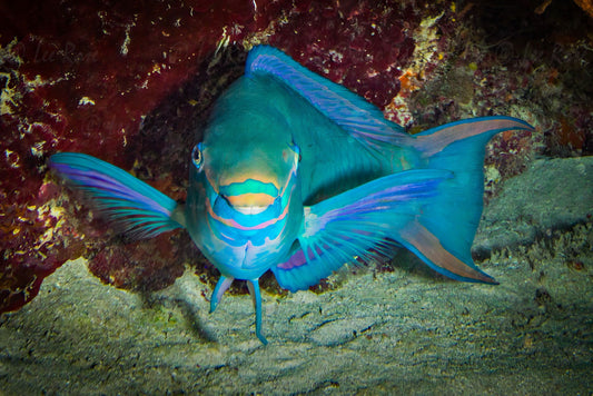 Smiling Parrot Fish