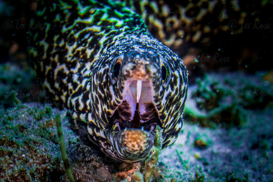 Spotted Moray