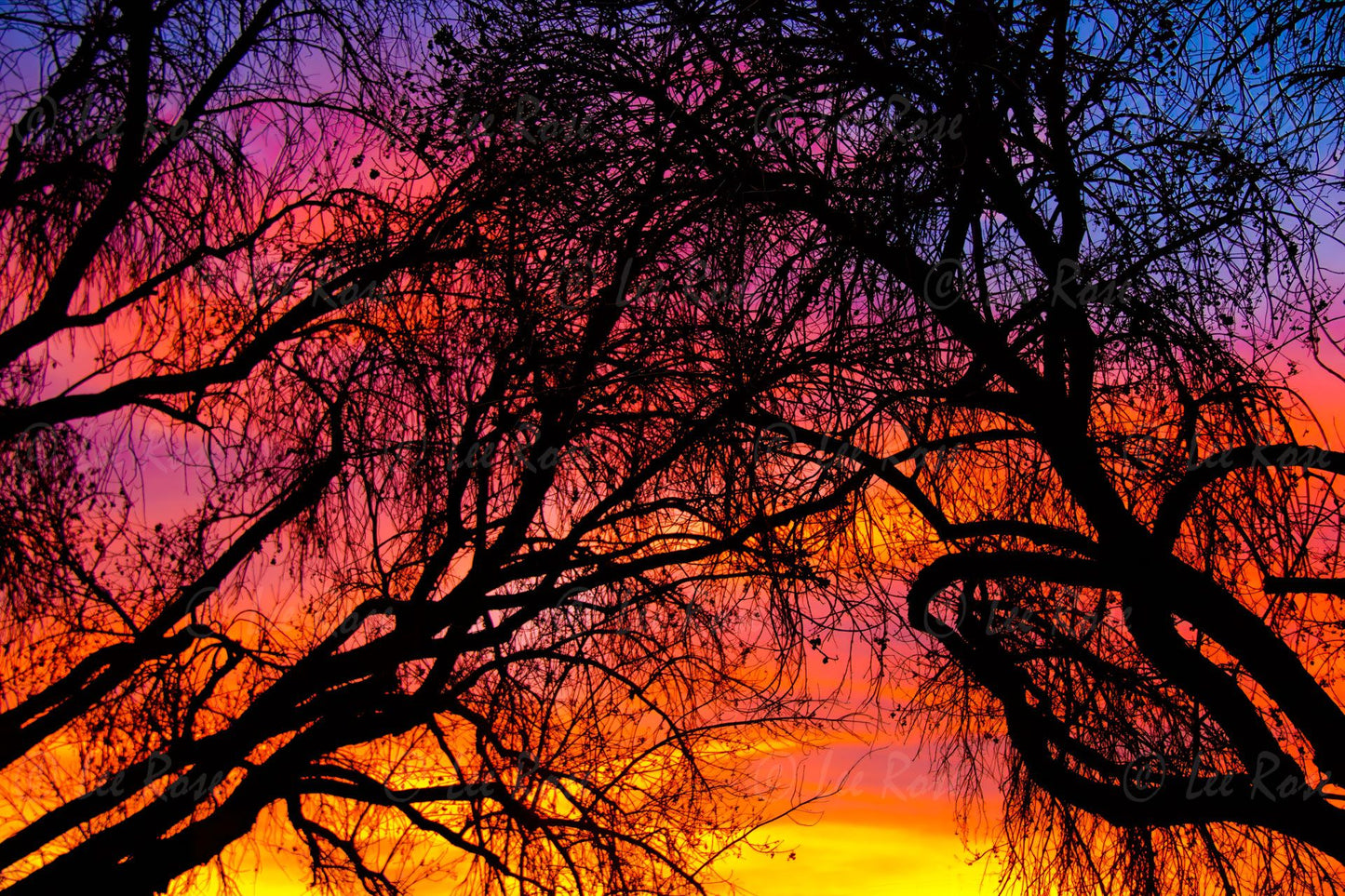 Winter Trees Sunset 2 Lake Balboa Lee Rose Photography
