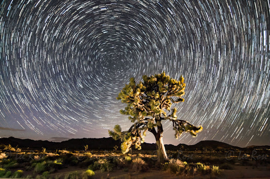 Star Trails - Joshua Tree | Lee Rose Photography